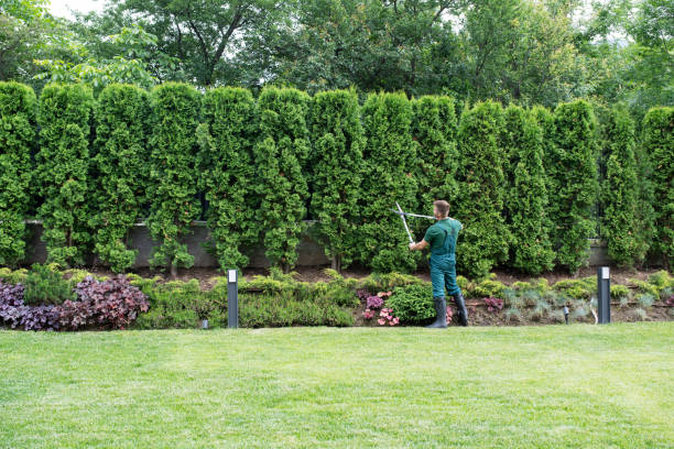 Best Lawn Maintenance Plans  in Alexandria, VA